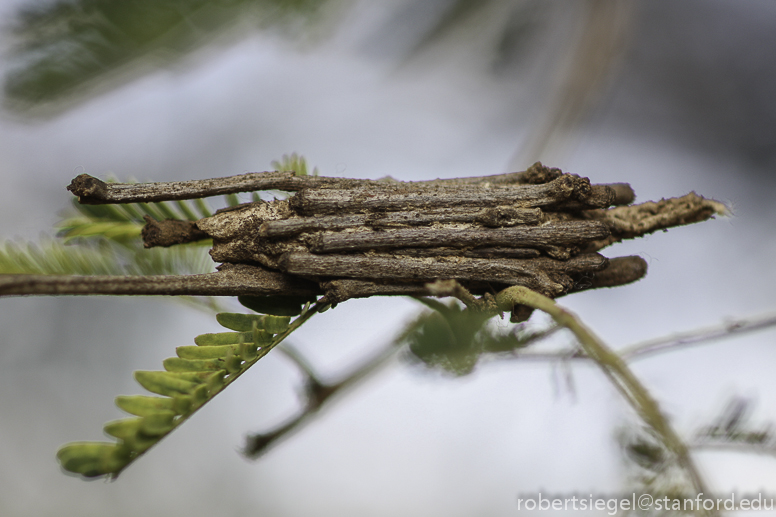 stick coccoon